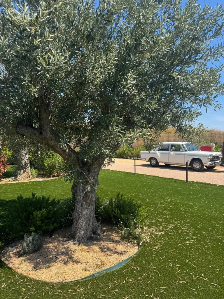Olivo en el jardín de La Regenta con un coche clásico al fondo